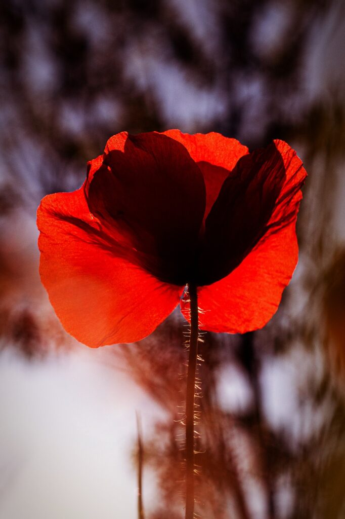 Papavero Rosso - Libertà - crediti Enza Sola